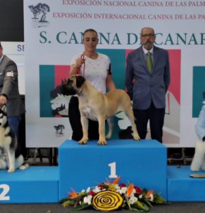 International Dog Show Las Palmas 2019