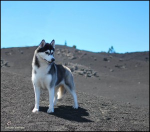 Foxy_volcan