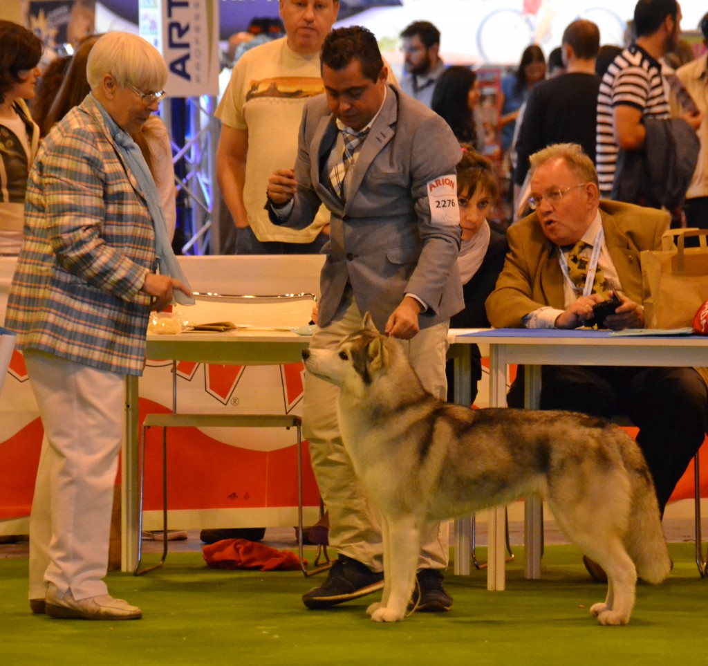 International Dog Show Spring Madrid (mandatory point) Zakouma