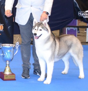 International Dog Show Madrid 2017 (mandatory point)