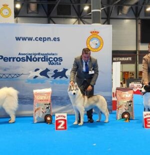 Regional Dog Show, Asociación Española Perros Nordicos